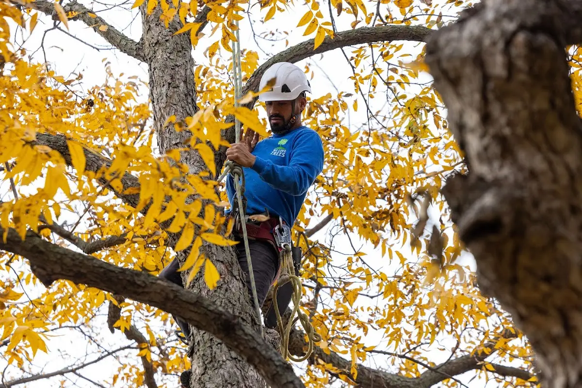 Skilled Tree Transplanting crew working in Collinsville